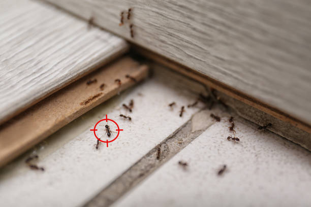 Best Best Pest Control Companies  in Palo Cedro, CA