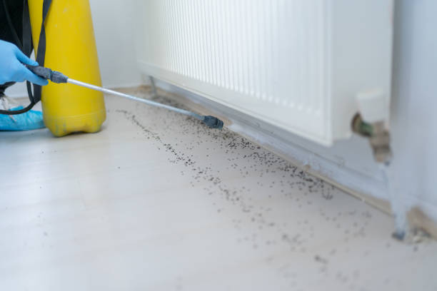 Best Mosquito Control Services  in Palo Cedro, CA