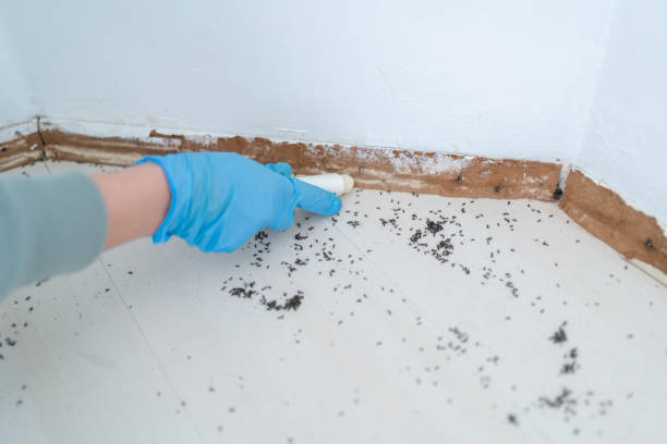 Flea Control Services in Palo Cedro, CA